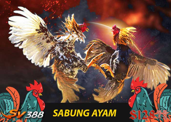 live sabung ayam online